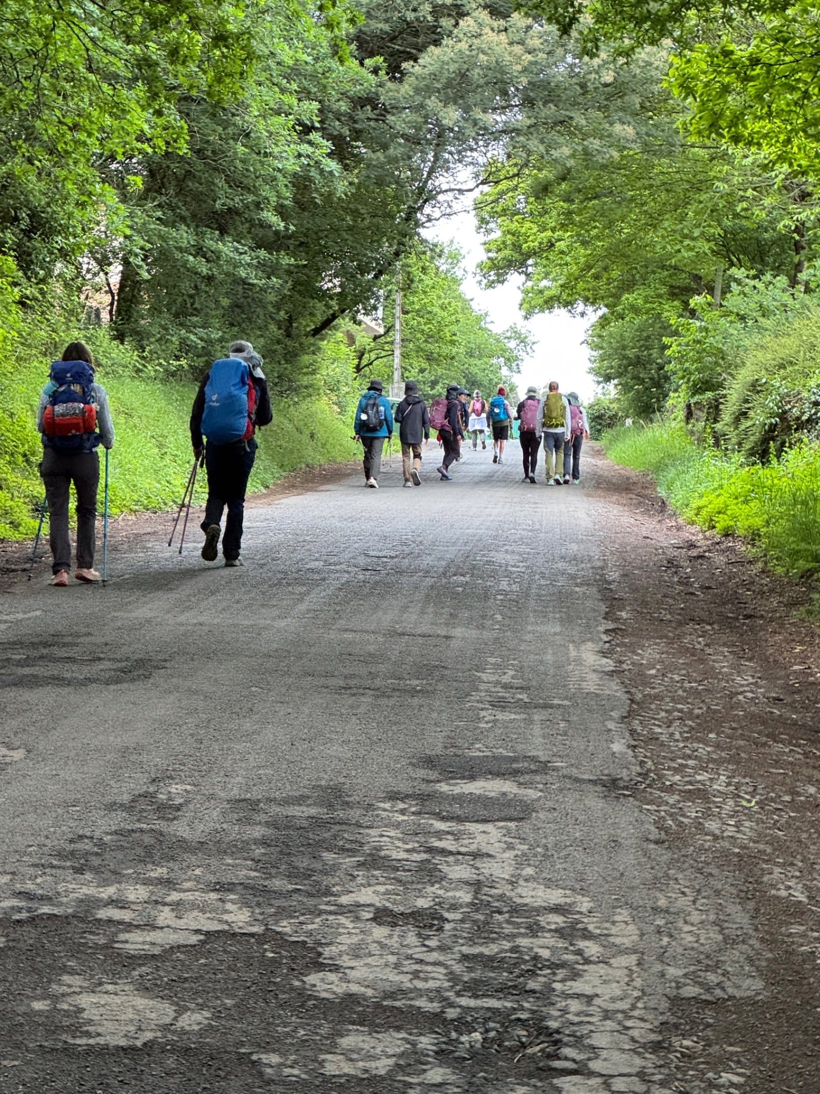 Pilgrims walking the tree-lined path to Arzúa