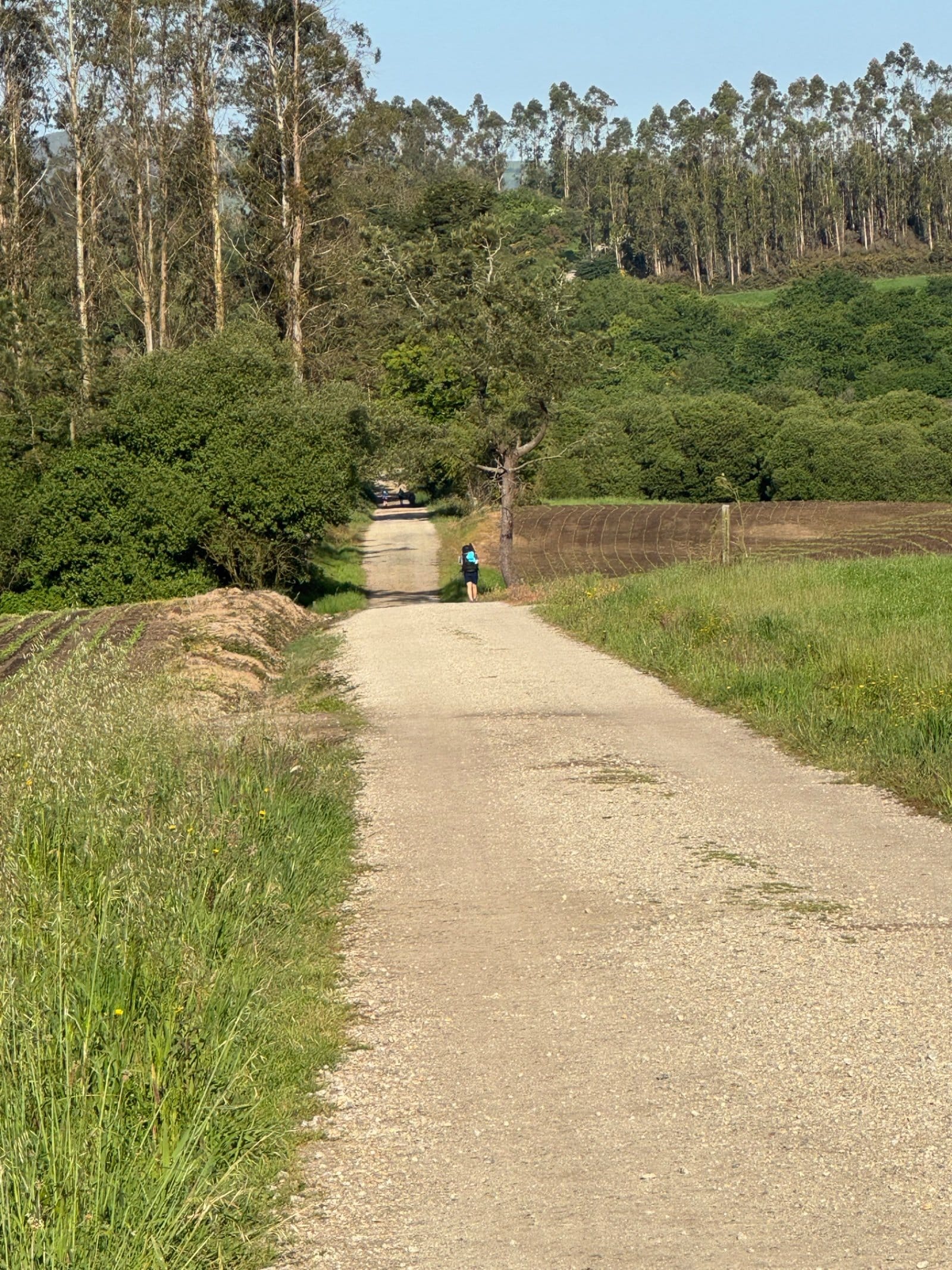 Eucalyptus forest path with pilgrim ahead