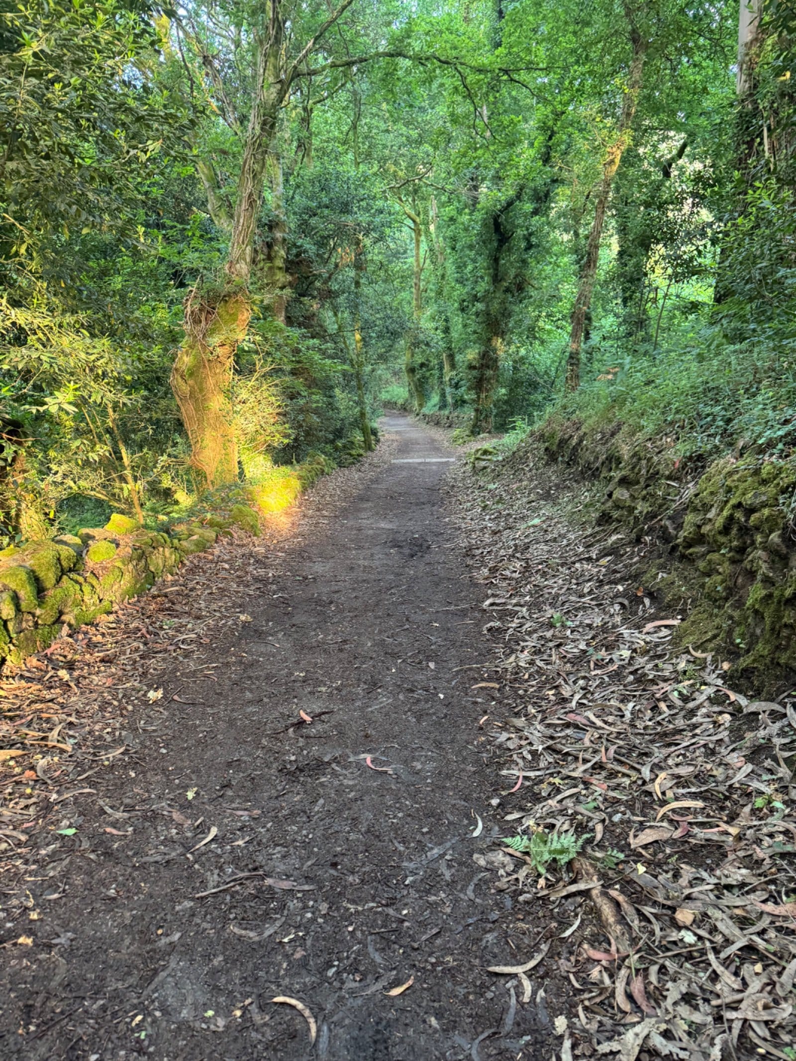 Tree-lined forest path on Camino Fisterra-Muxia