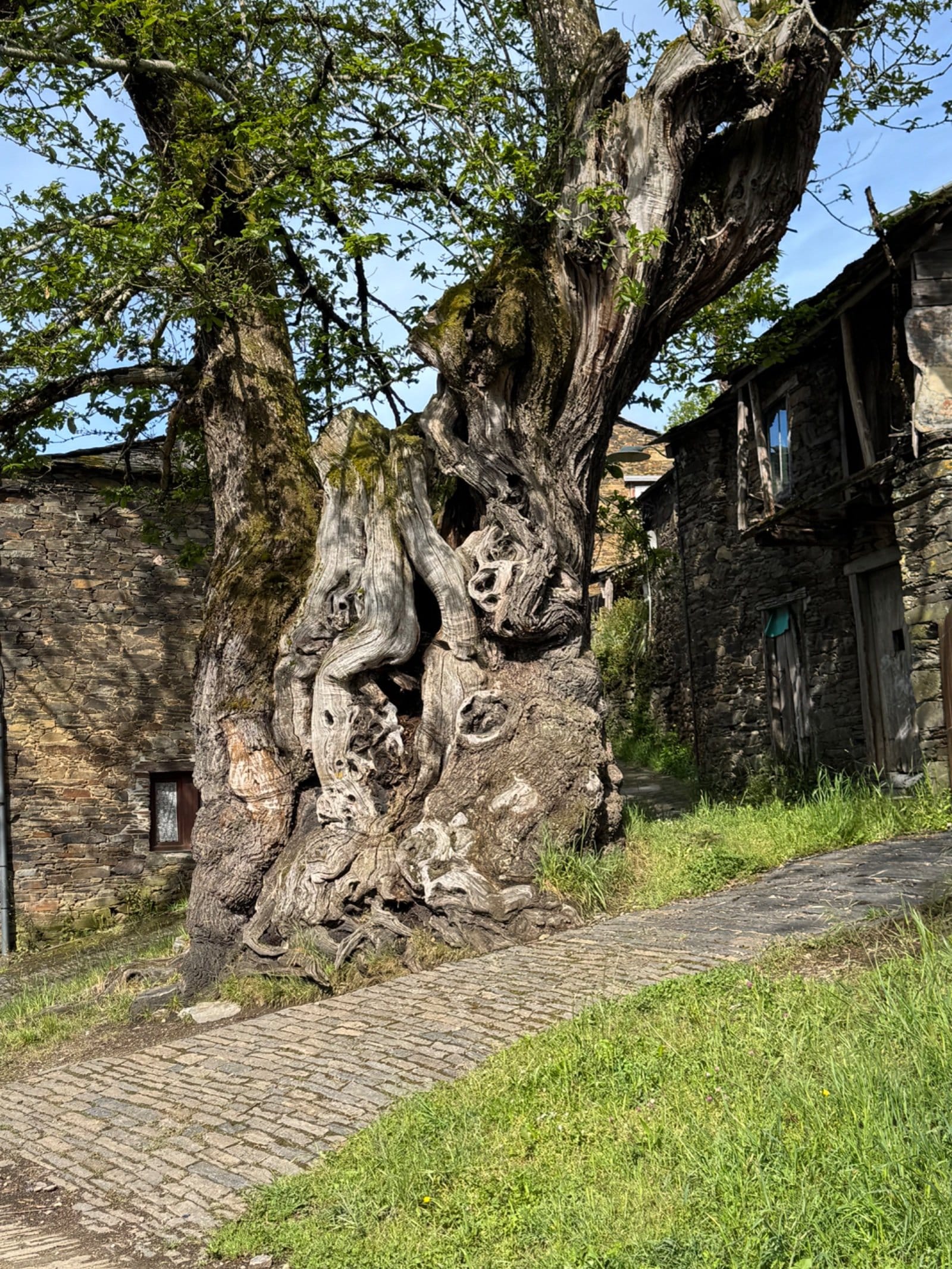 Ancient gnarled chestnut tree in Triacastela village